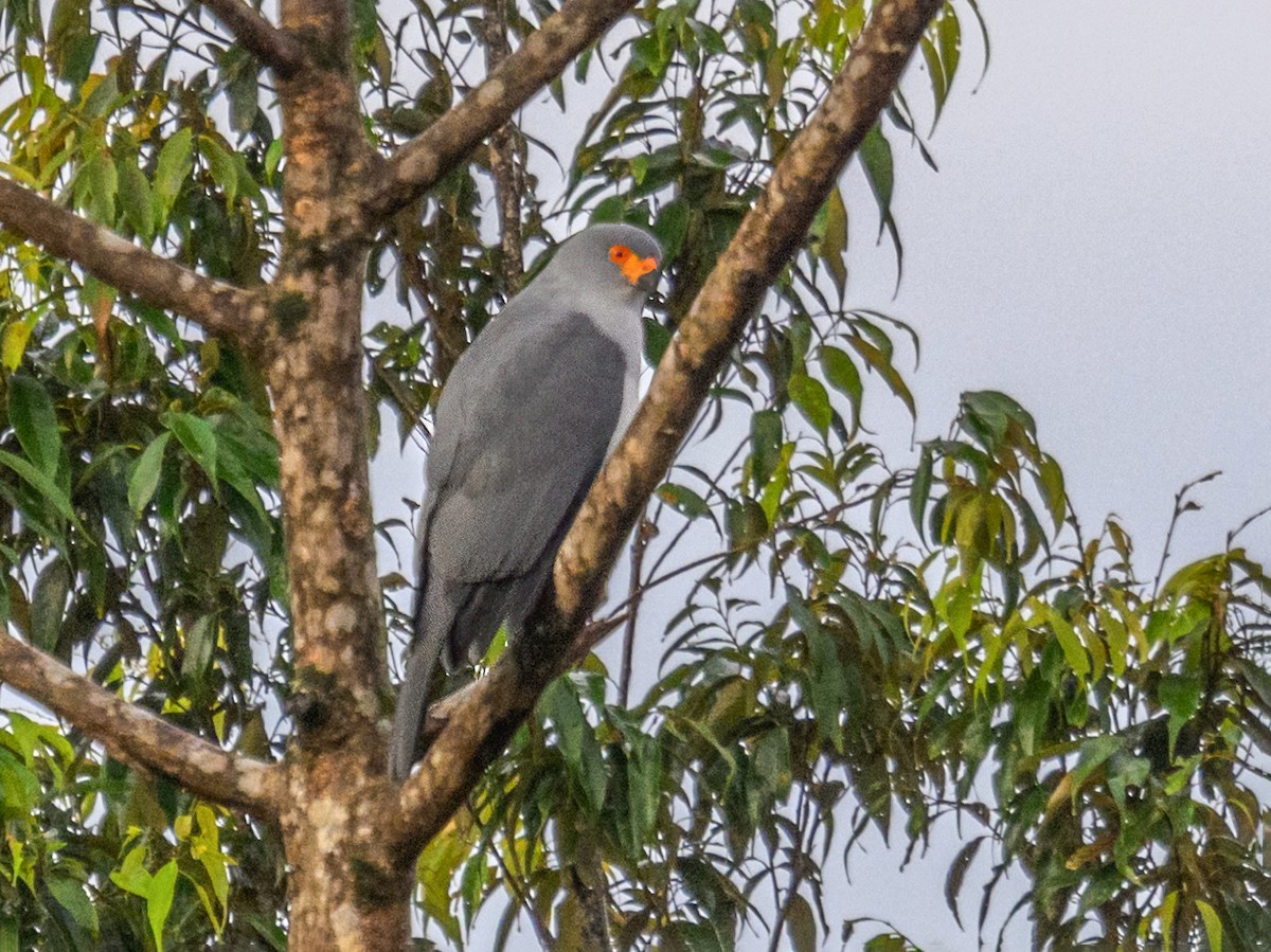 New Britain Goshawk - Tachyspiza princeps - Birds of the World