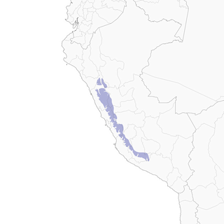 Distribution of the White-cheeked Cotinga - Range Map