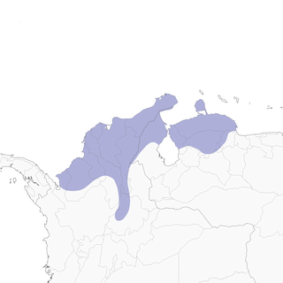 Distribution of the White-whiskered Spinetail - Range Map