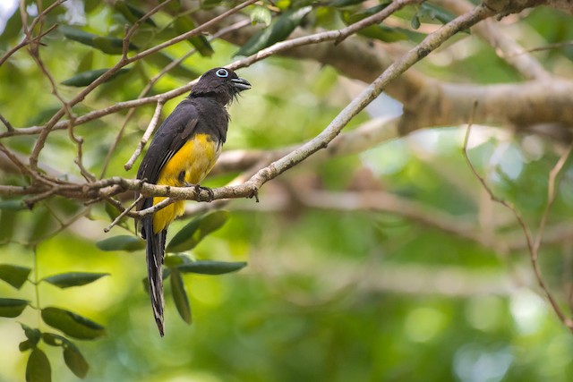 Black-headed Trogon