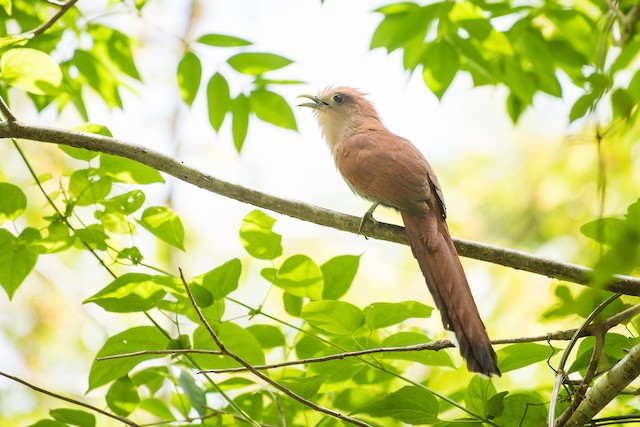 Squirrel Cuckoo