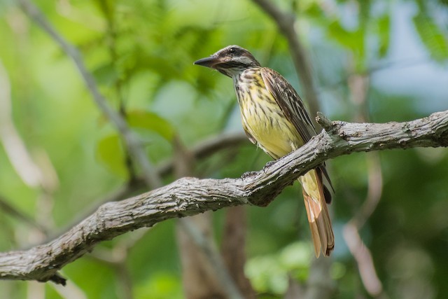 Sulphur-bellied Flycatcher