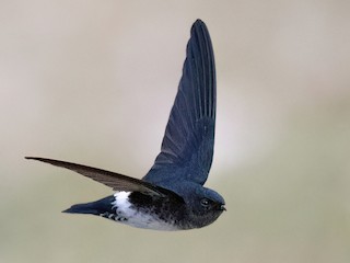 Satin Swiftlet - eBird