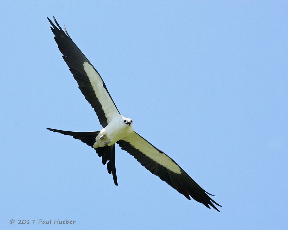 Swallow-tailed Kite - Paul Hueber