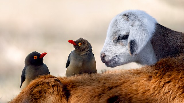 Red-billed Oxpecker ML629514994