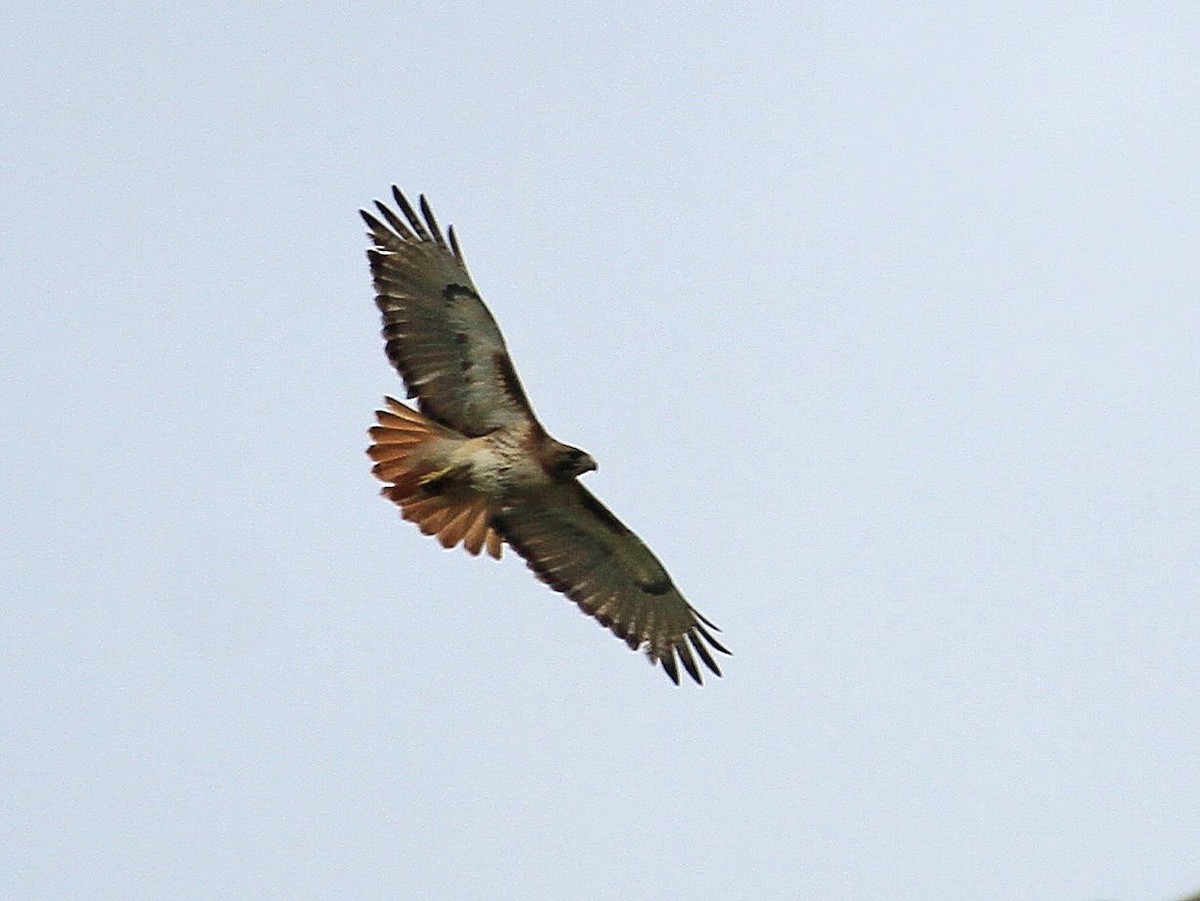 Red-tailed Hawk - ML62951571