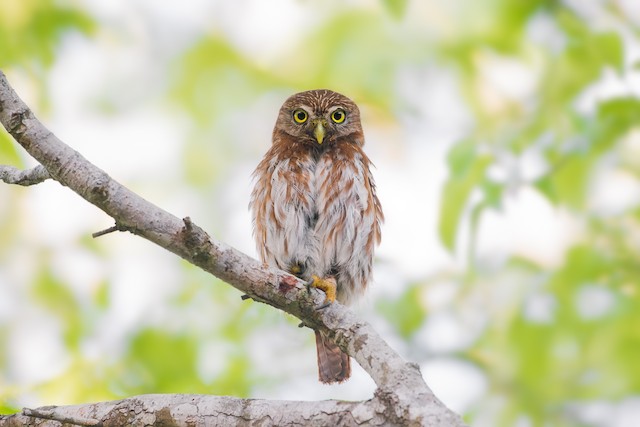 Ferruginous Pygmy-Owl