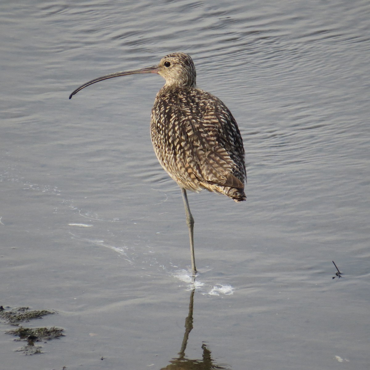 Long-billed Curlew - ML62954761