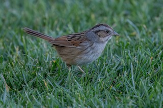 Swamp Sparrow