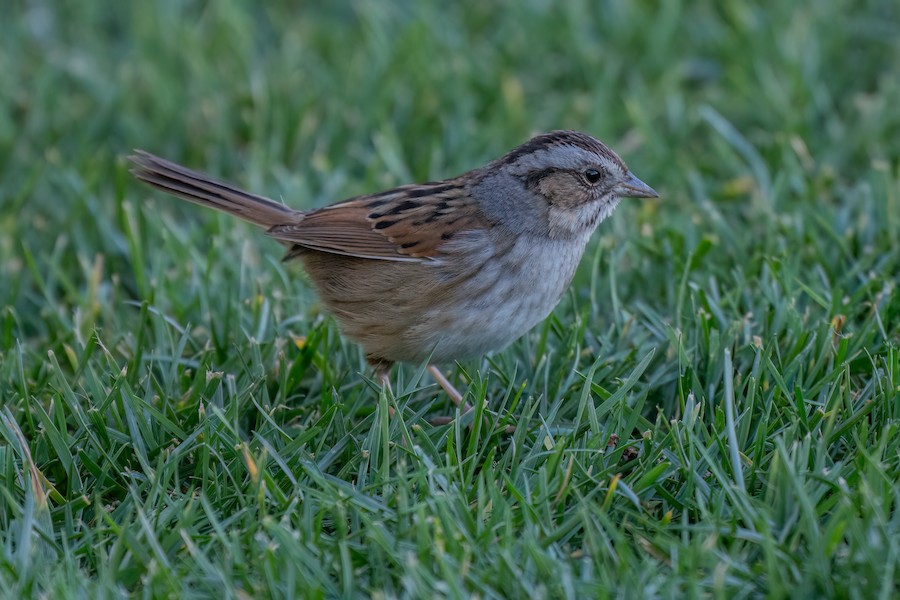 Swamp Sparrow
