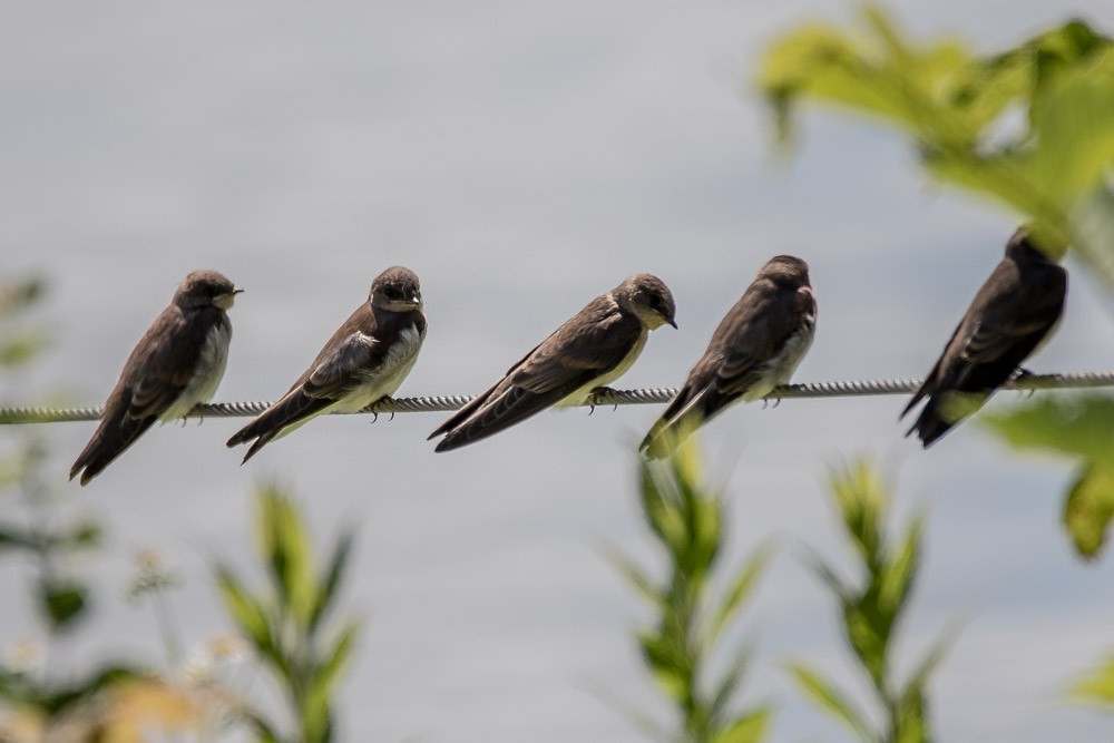 Northern Rough-winged Swallow - Jean-Guy Papineau