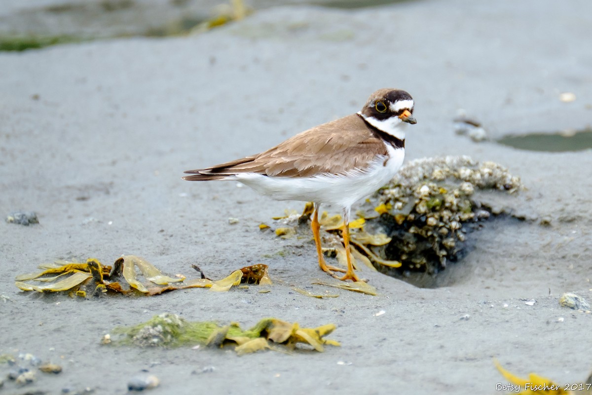 Semipalmated Plover - Betsy Fischer