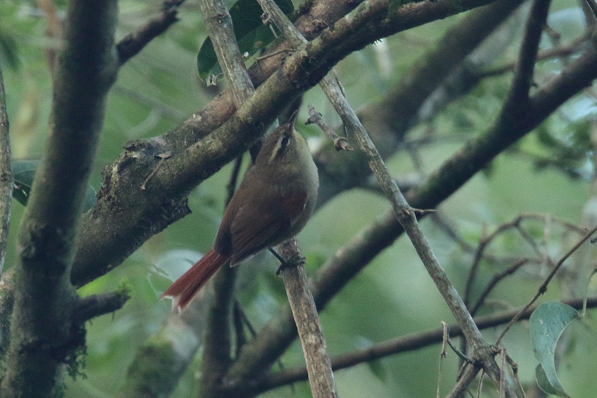Olive Spinetail - ML62969911