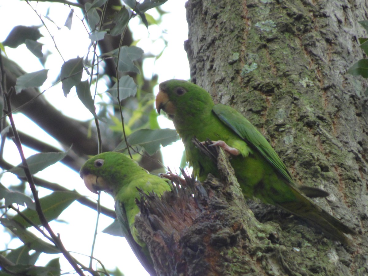 Pacific Parakeet - Axel Chiquin