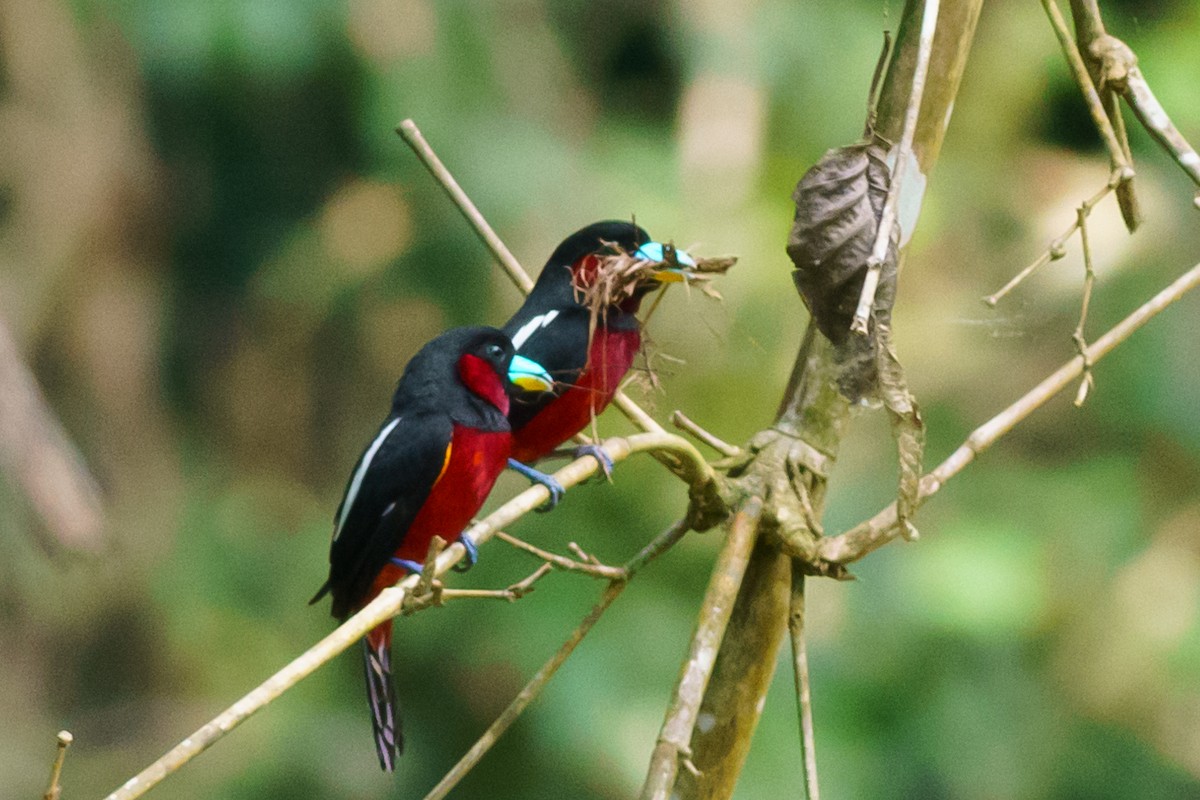 Black-and-red Broadbill - Kitipat Nagadhana