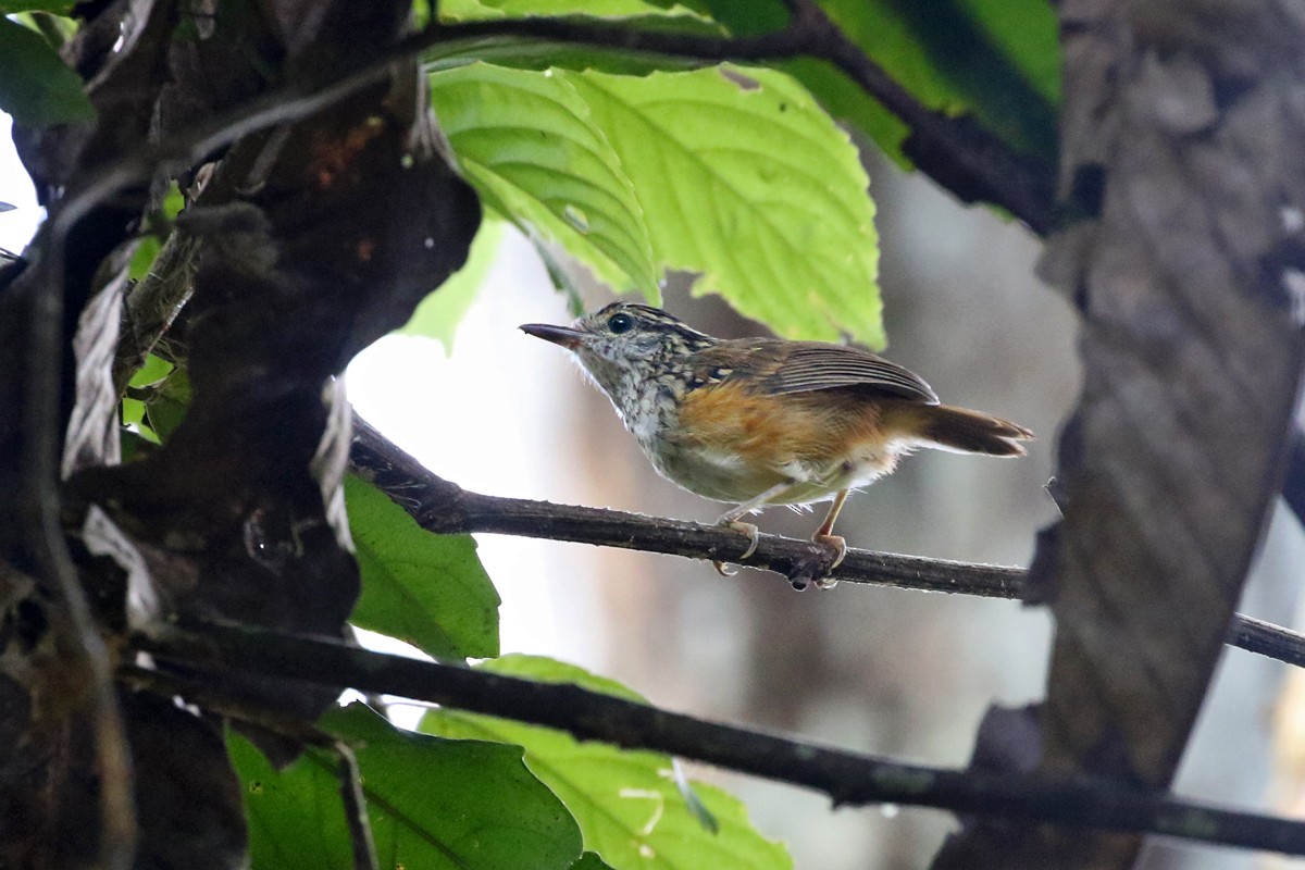 Peruvian Warbling-Antbird - Charley Hesse TROPICAL BIRDING