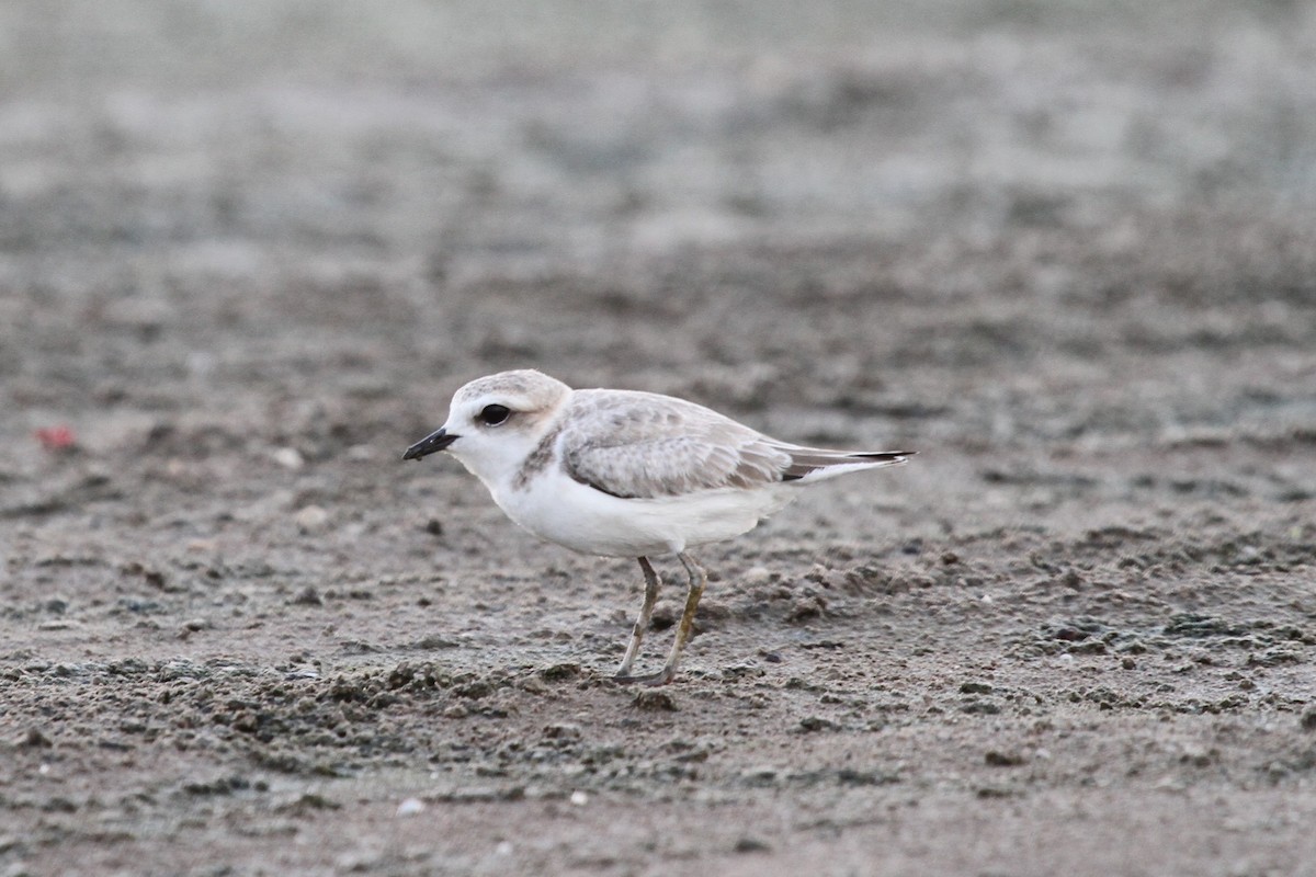 Snowy Plover - Dick Baxter