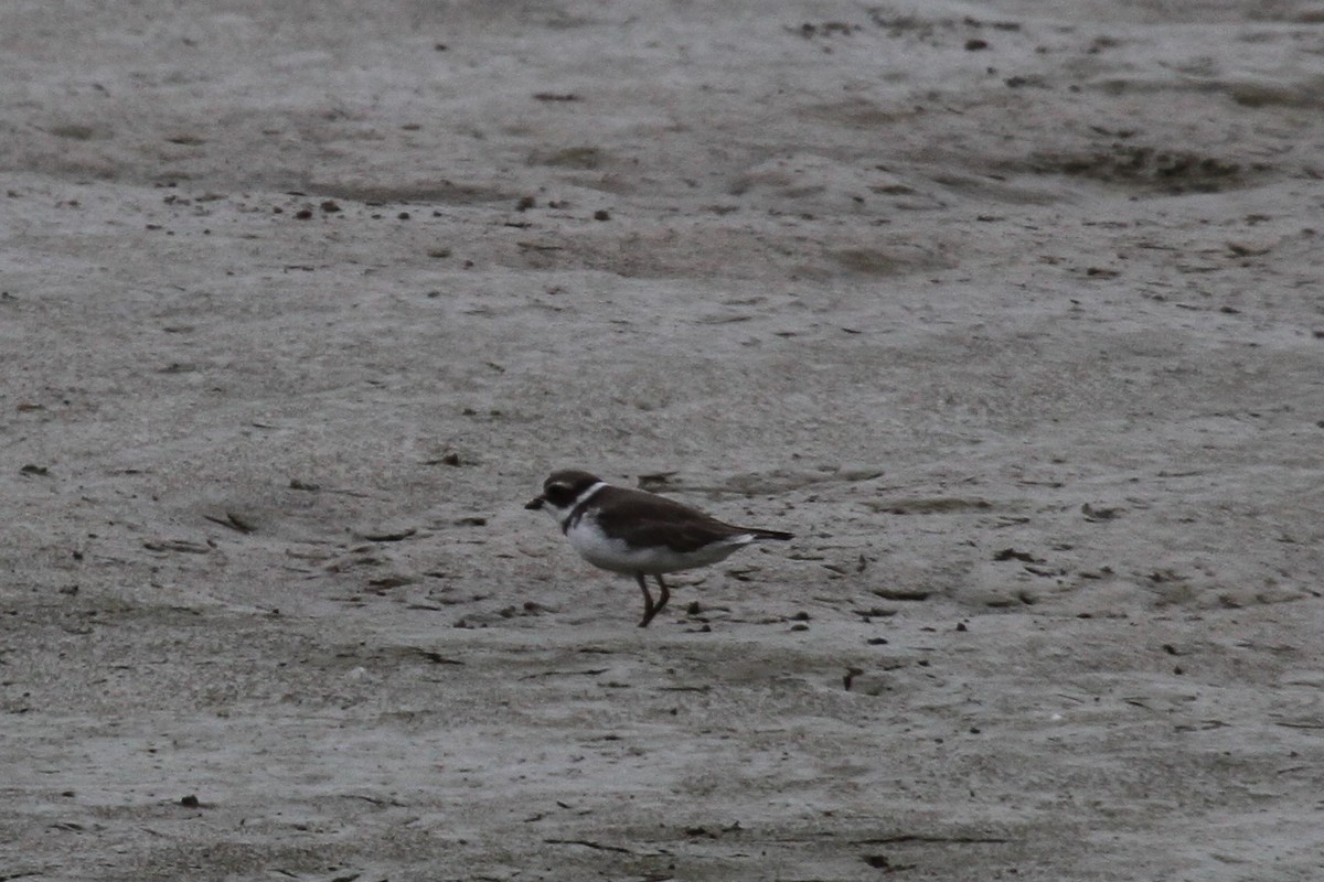 Semipalmated Plover - ML62983731