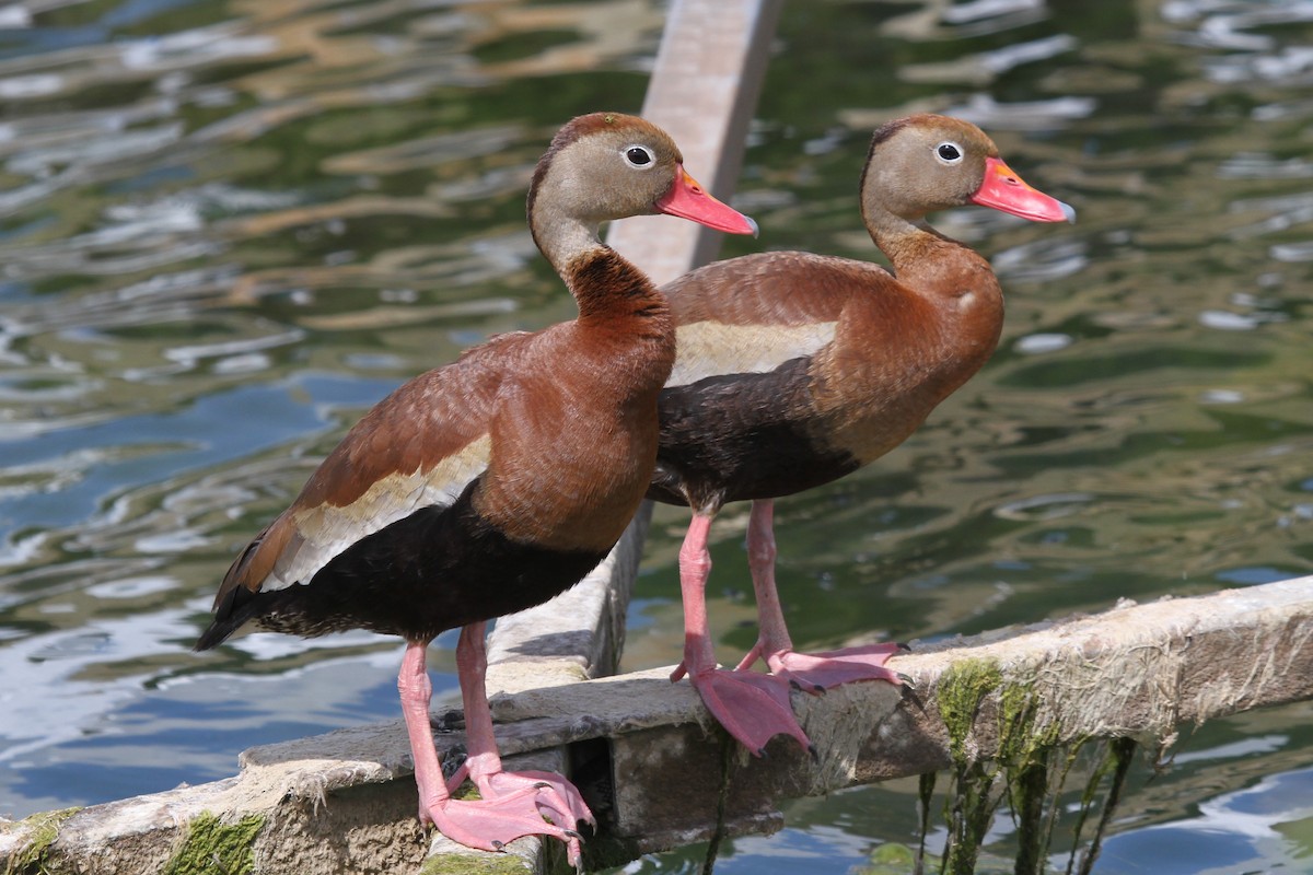 Black-bellied Whistling-Duck - Dick Baxter
