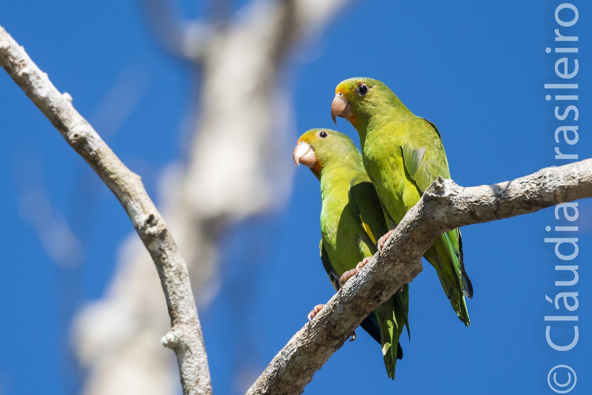 Golden-winged Parakeet - Claudia Brasileiro