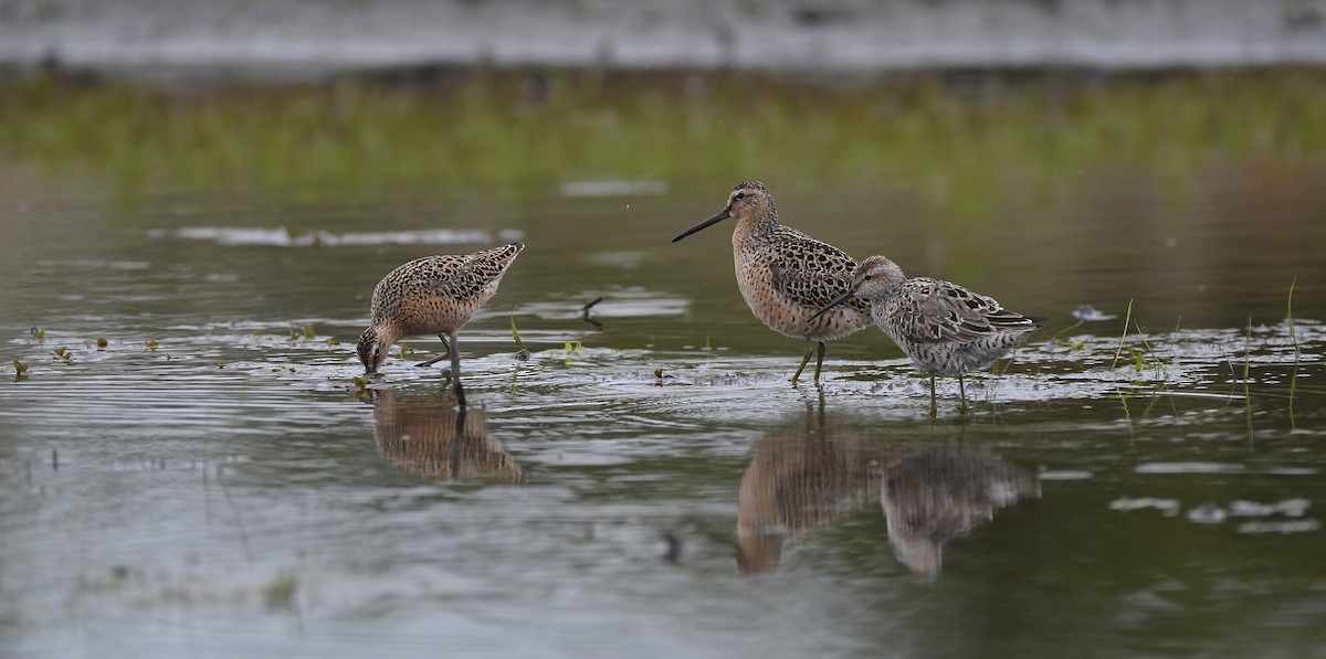 Short-billed Dowitcher - Malcolm Gold