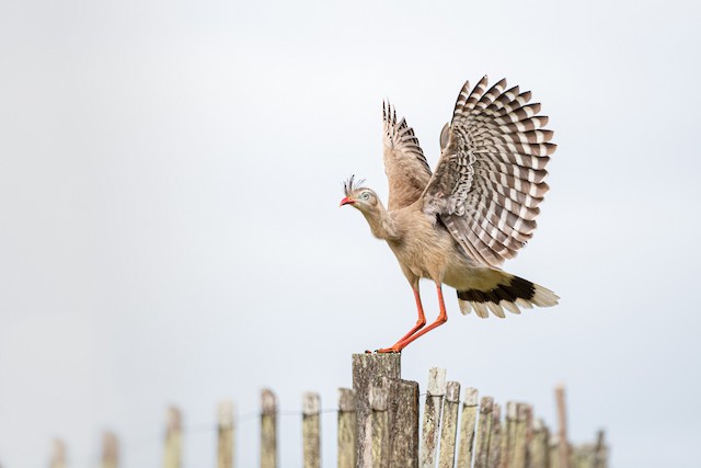 Red-legged Seriema ML629934893