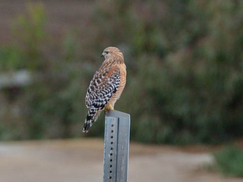 Red-shouldered Hawk - James Kendall