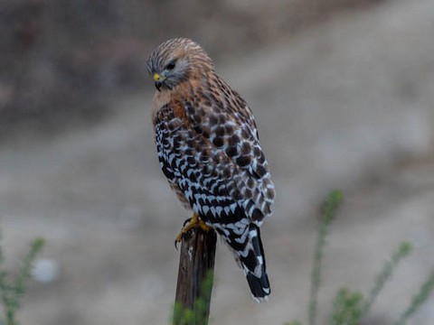Red-shouldered Hawk - James Kendall