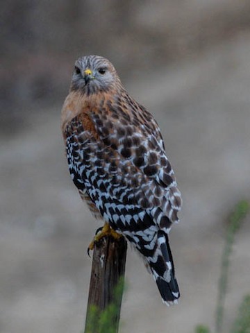 Red-shouldered Hawk - James Kendall