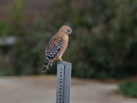 Red-shouldered Hawk - James Kendall