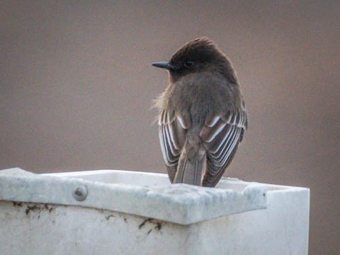 Black Phoebe - James Kendall