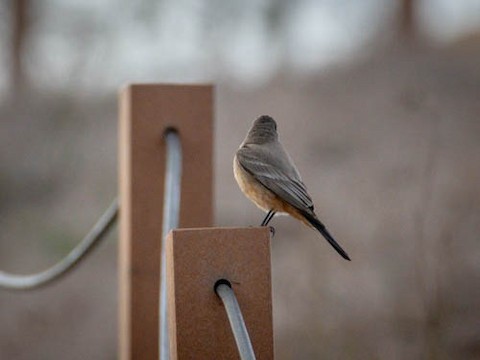 Say's Phoebe - James Kendall