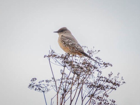 Say's Phoebe - James Kendall