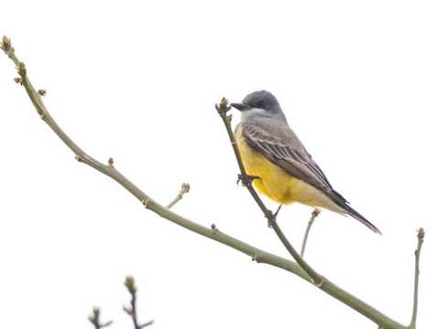 Cassin's Kingbird - James Kendall