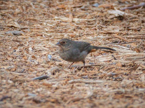 California Towhee - James Kendall
