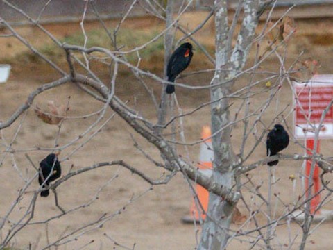 Red-winged Blackbird - James Kendall