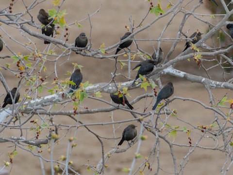 Brewer's Blackbird - James Kendall