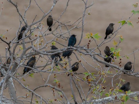 Brewer's Blackbird - James Kendall