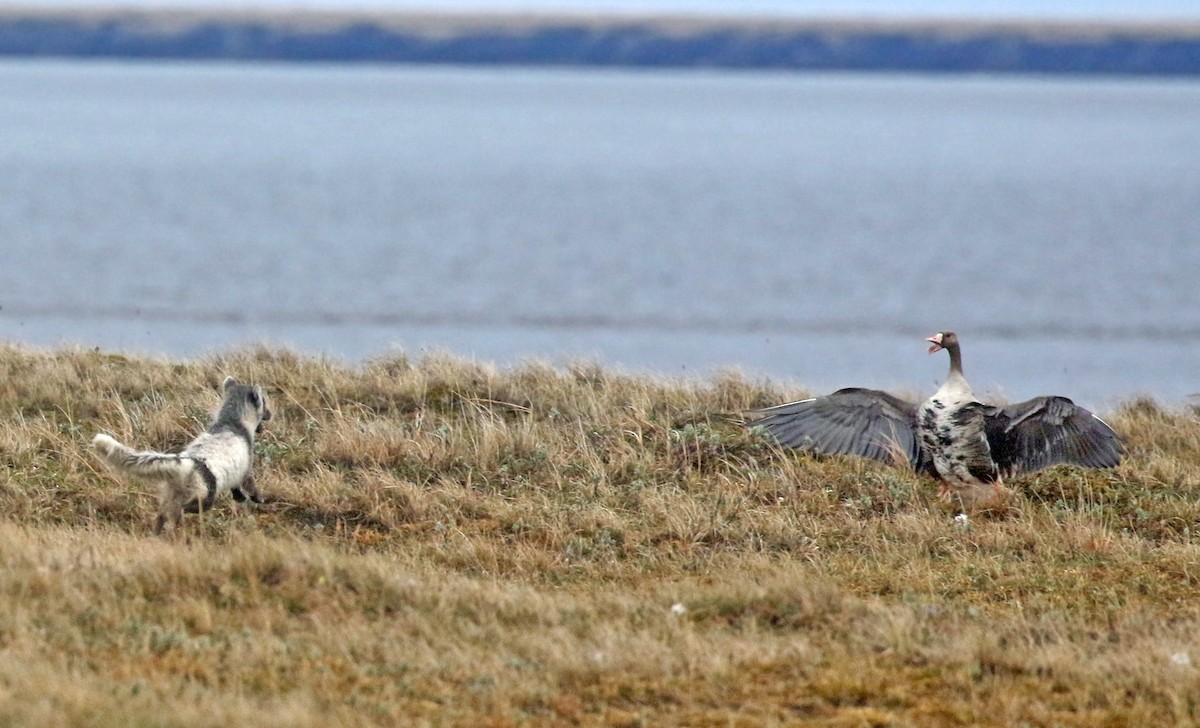 Greater White-fronted Goose (Eurasian) - ML62994281