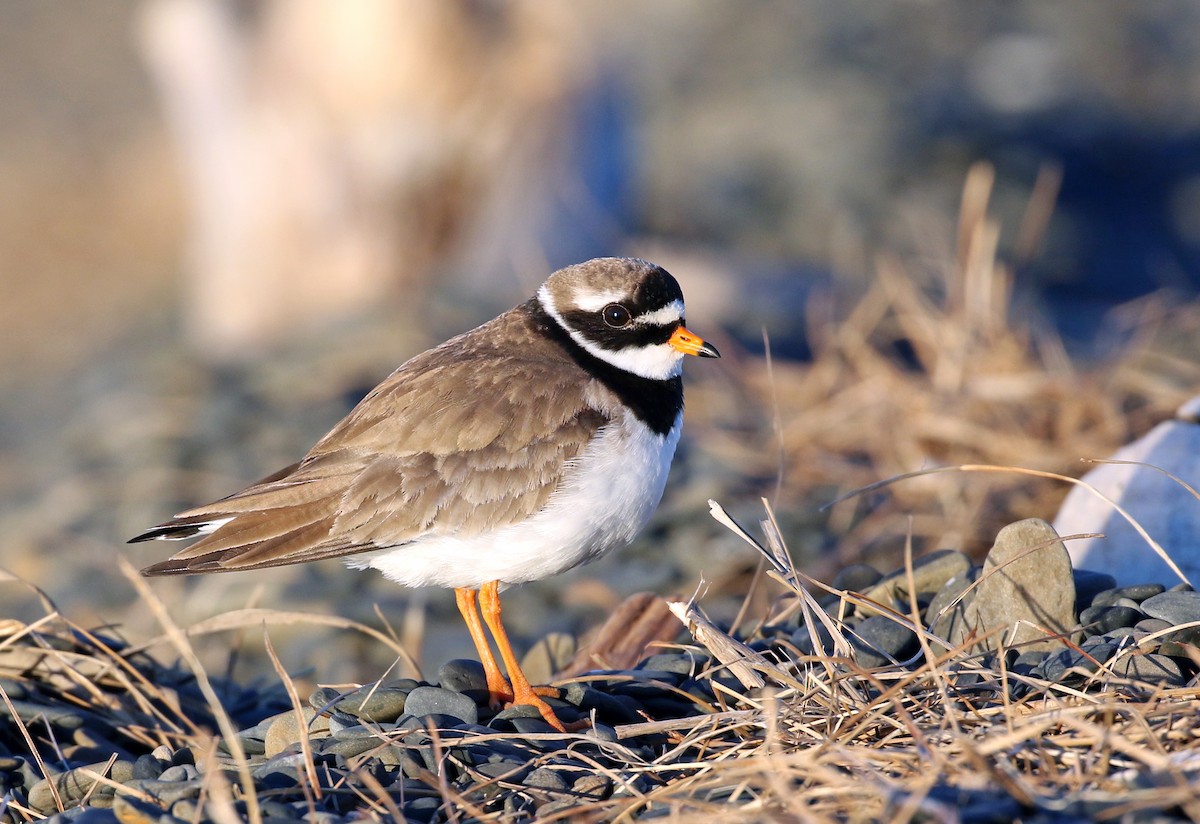 Common Ringed Plover - ML62994381