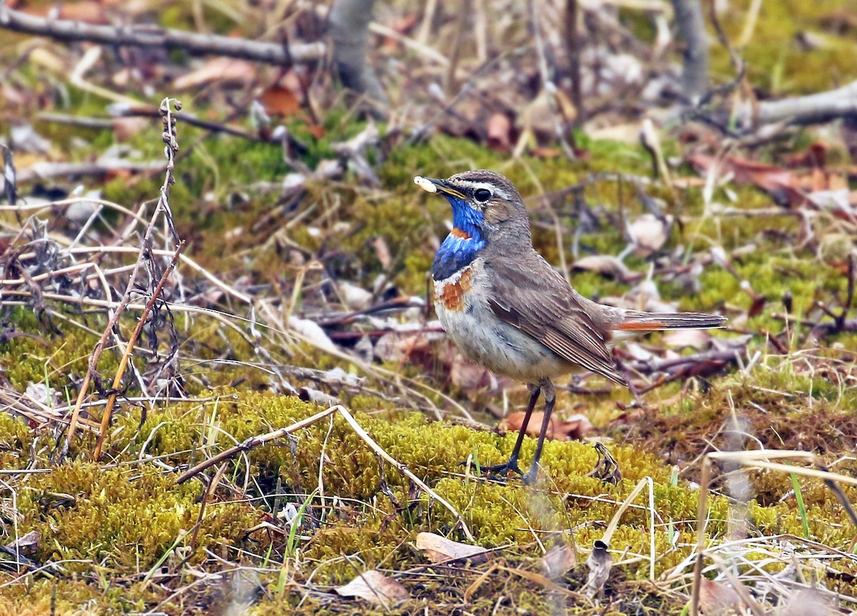 Bluethroat (Red-spotted) - Andrew Spencer