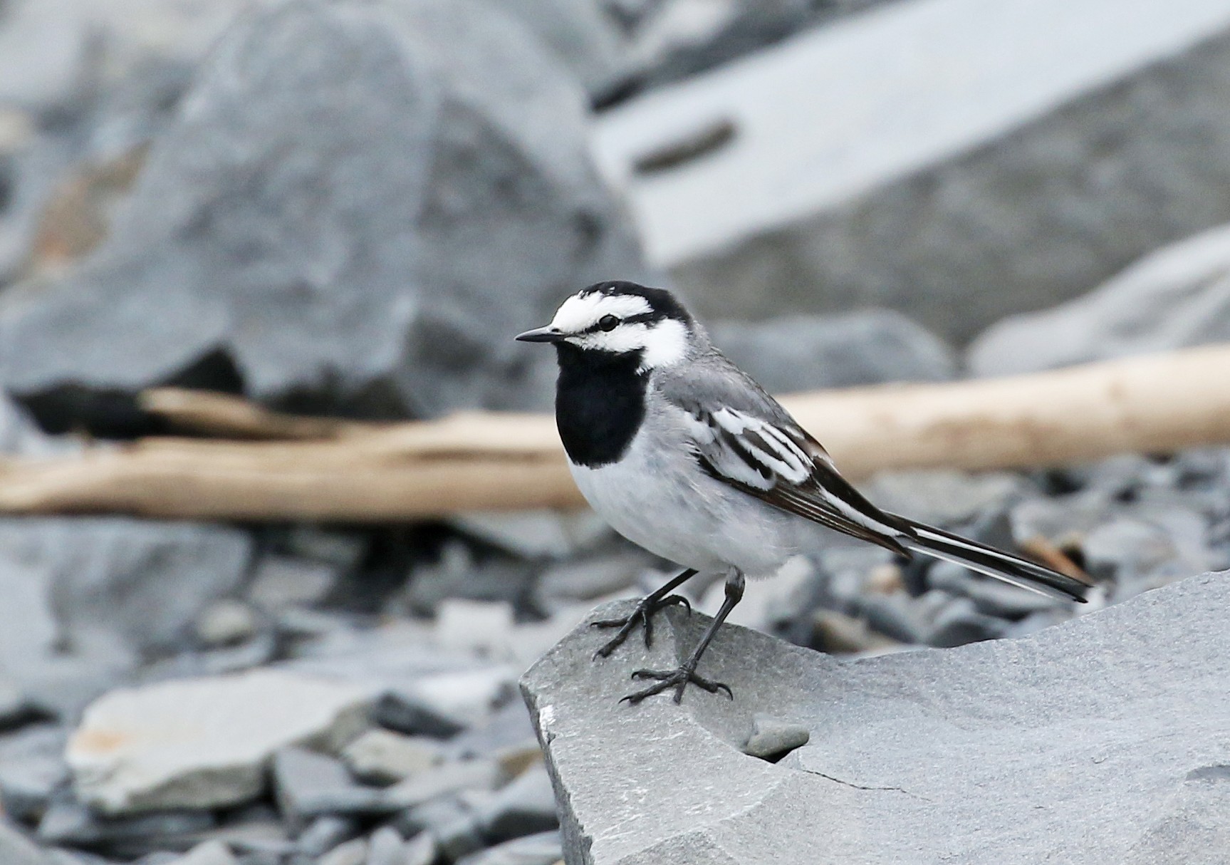 ハクセキレイ 亜種タイワンハクセキレイ Ebird