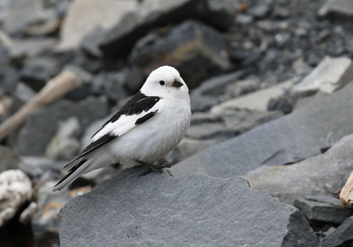Snow Bunting - Andrew Spencer