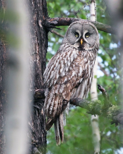 カラフトフクロウ（lapponica） - eBird
