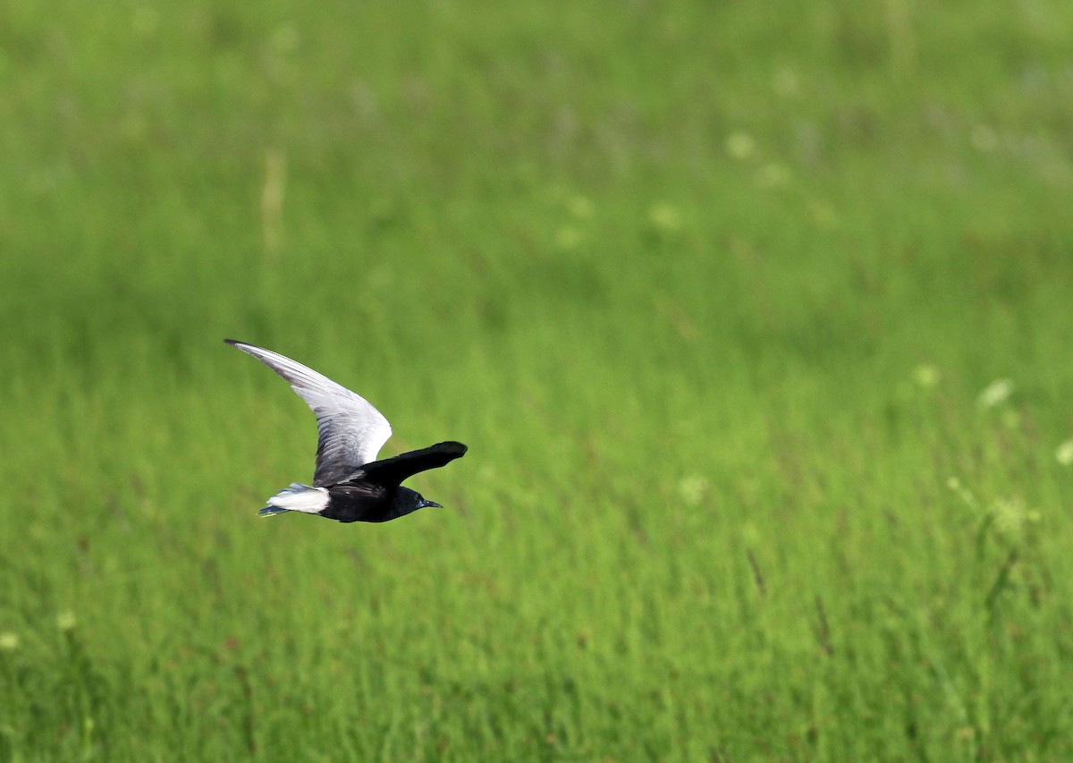 White-winged Tern - Andrew Spencer