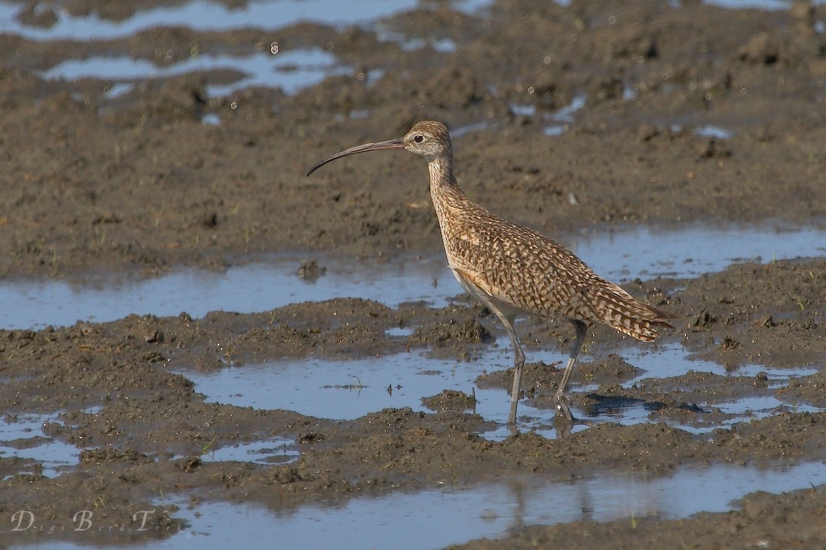 Long-billed Curlew - ML62996811