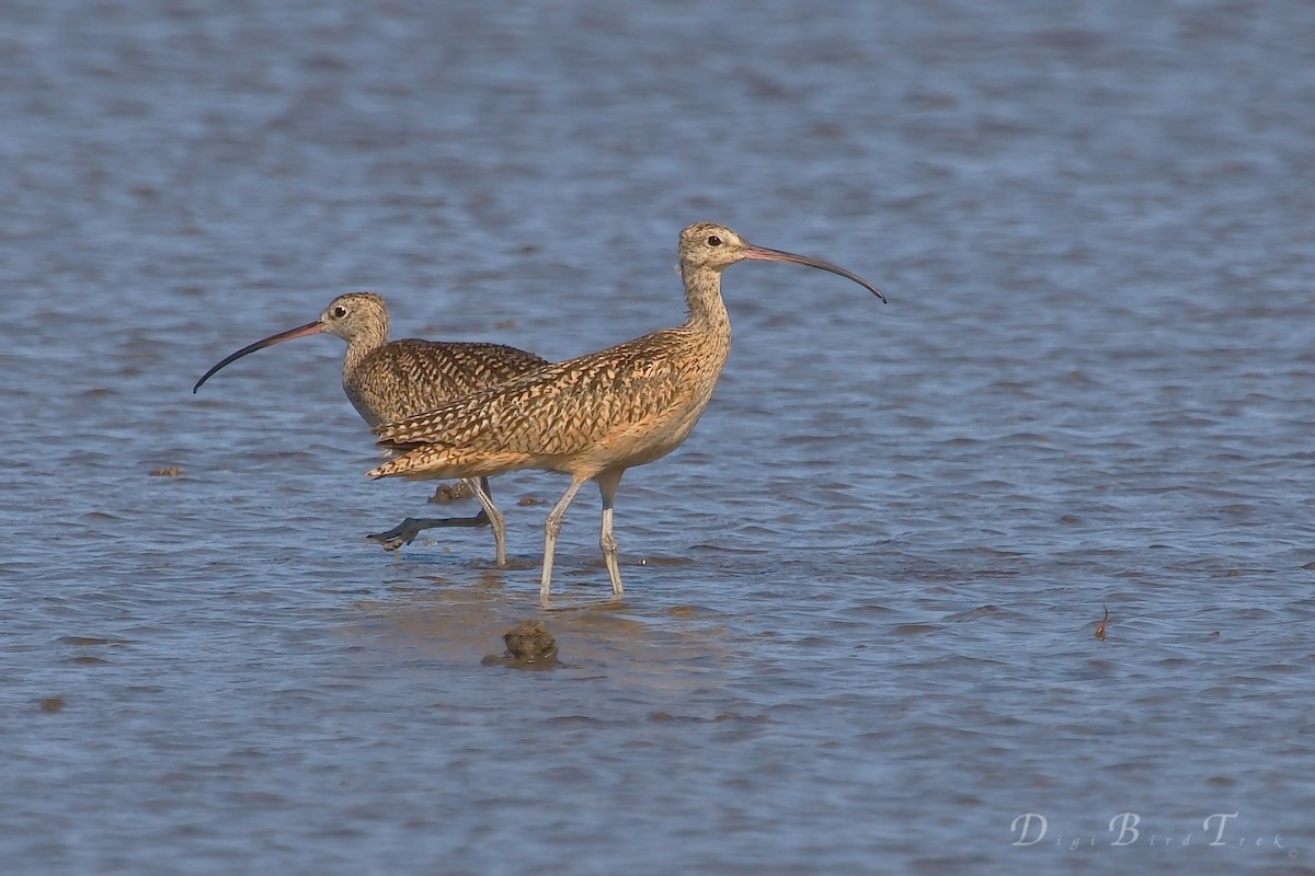 Long-billed Curlew - ML62996821