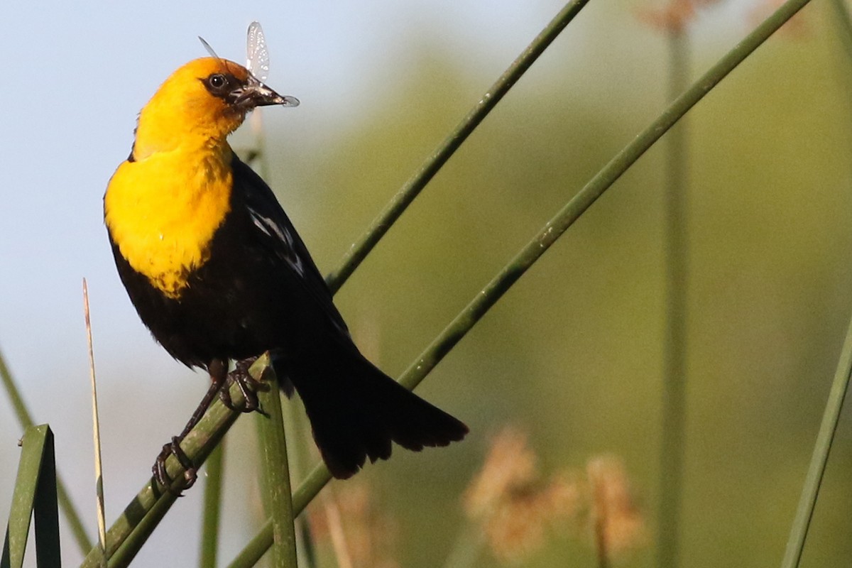 Yellow-headed Blackbird - Stephen Fettig