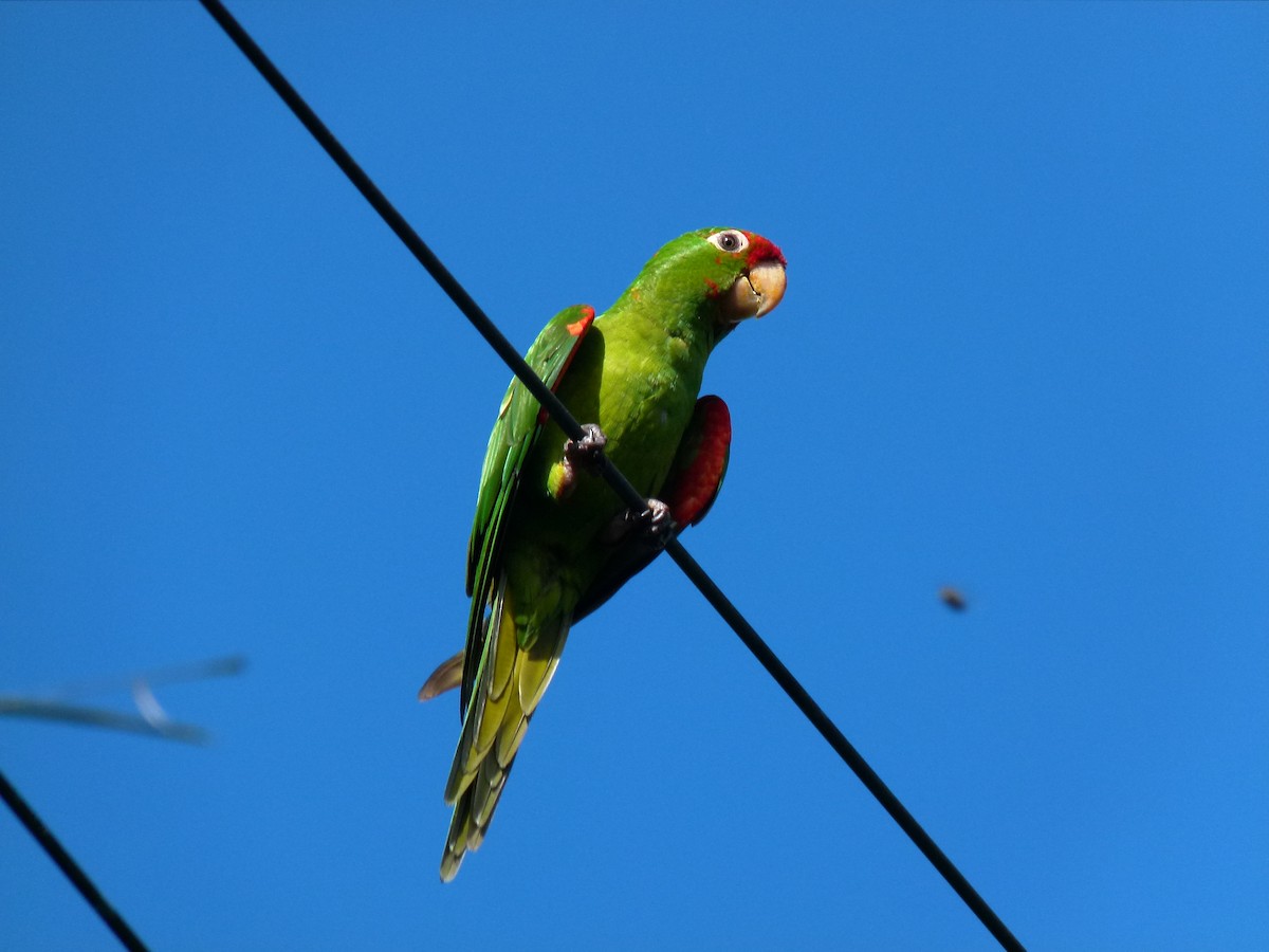 Crimson-fronted Parakeet - Douglas Richard