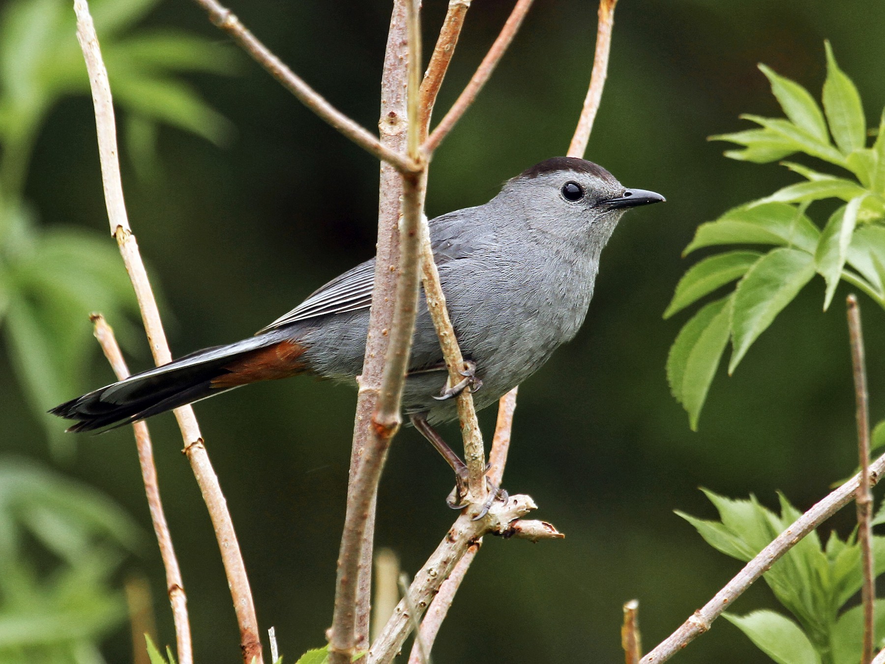 Gray Catbird - eBird